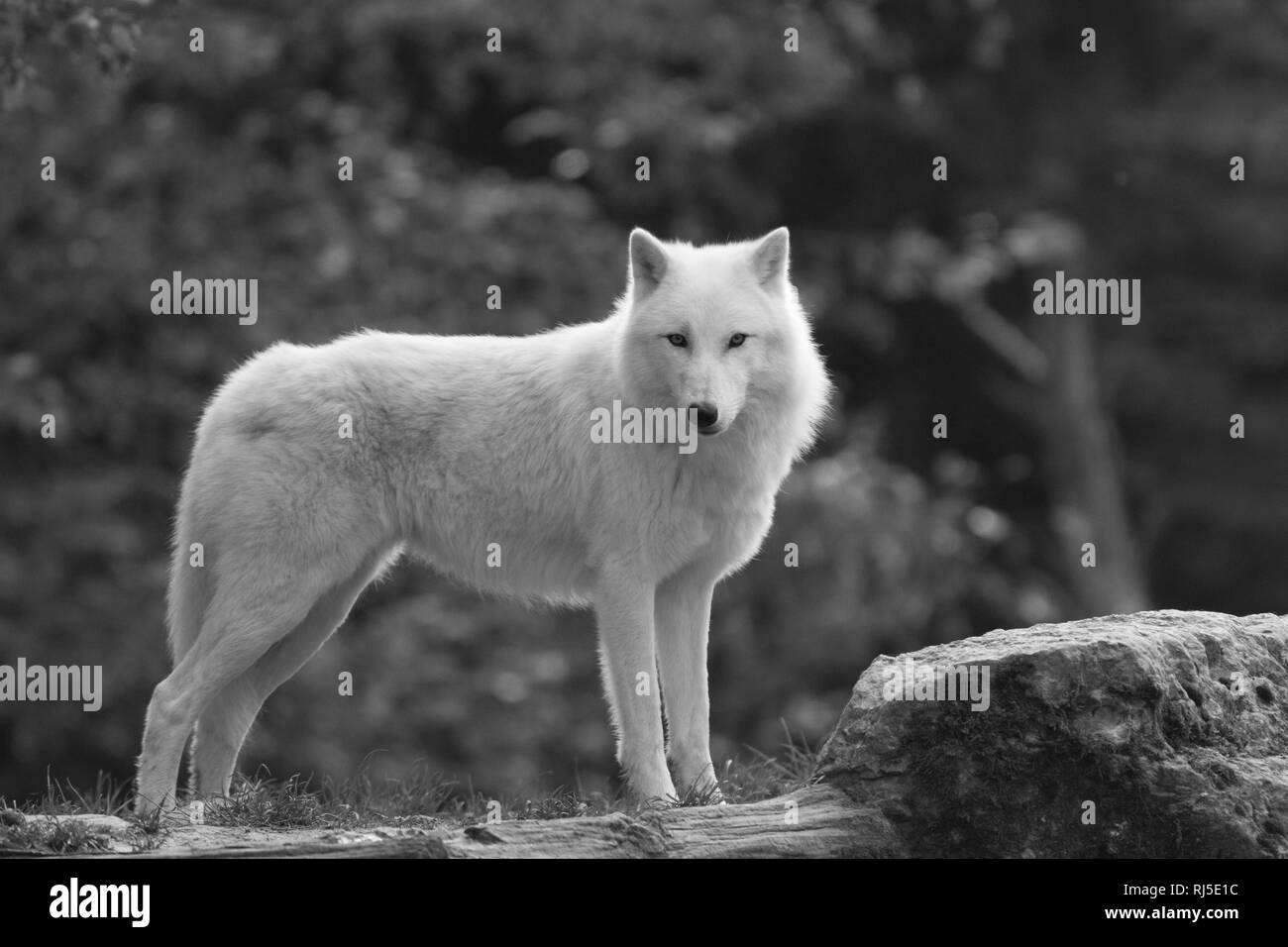 Loup Blanc En Noir Et Blanc Photo Stock Alamy