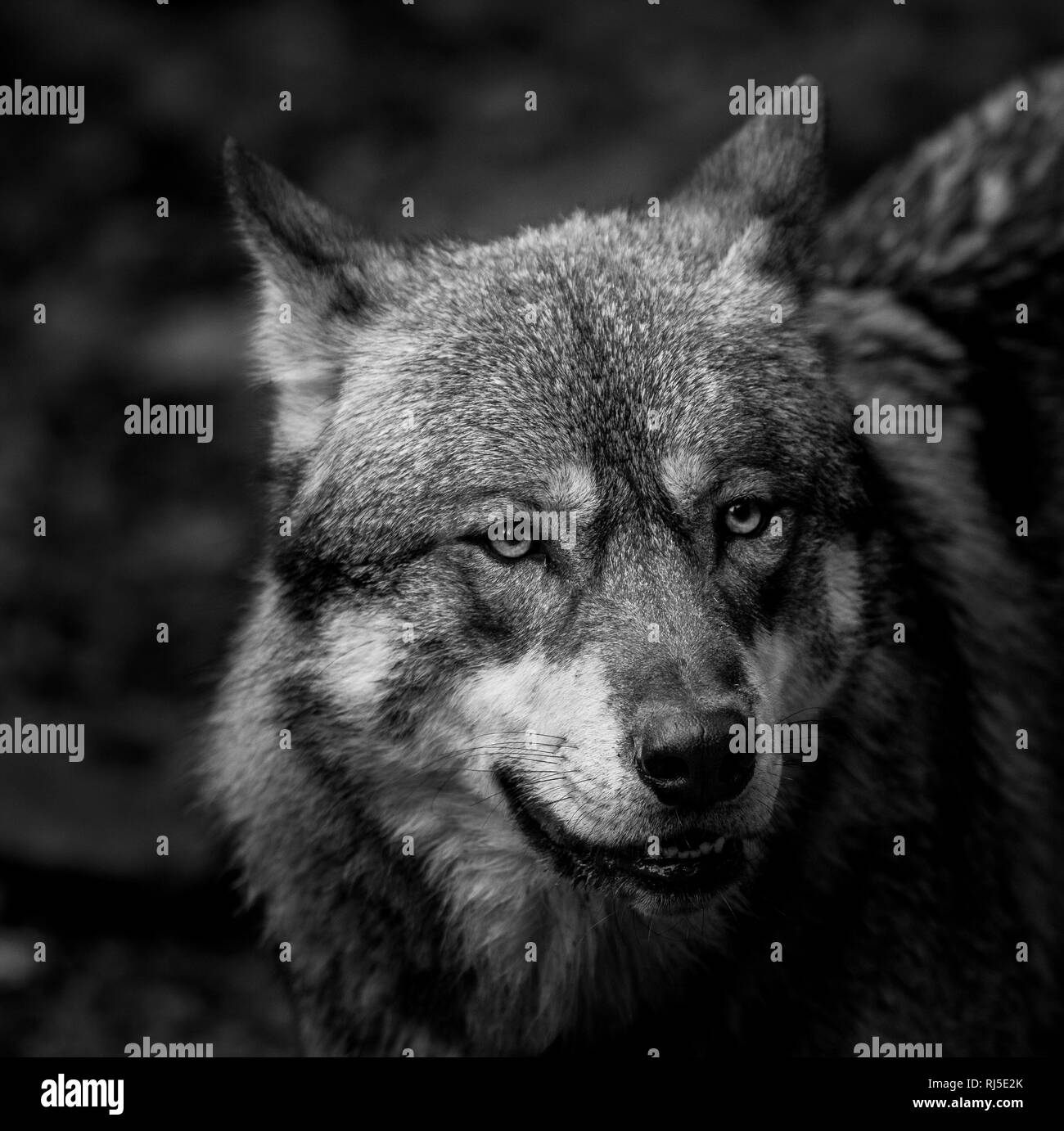 Loup gris en noir et blanc Banque D'Images