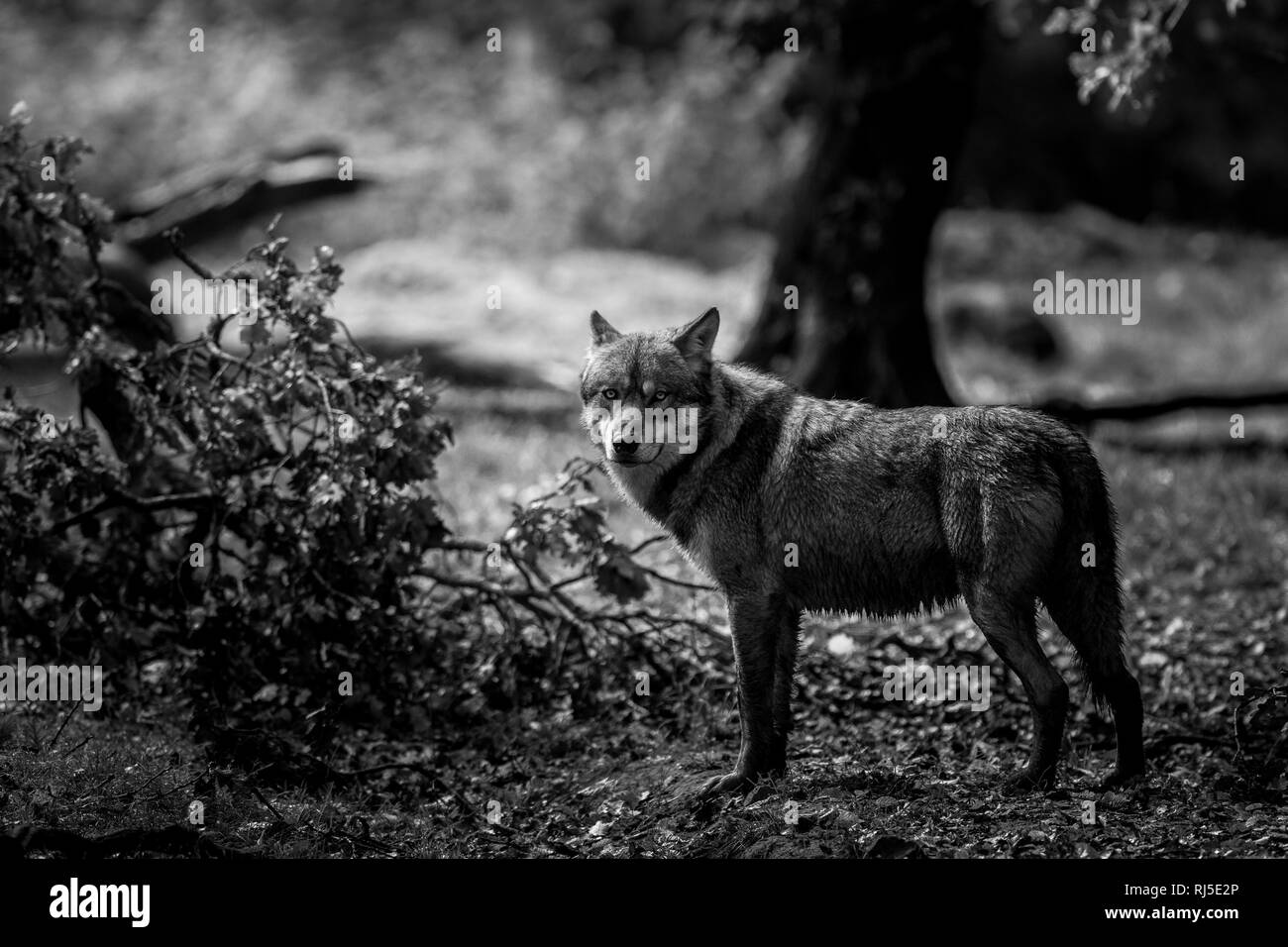 Loup gris en noir et blanc Banque D'Images