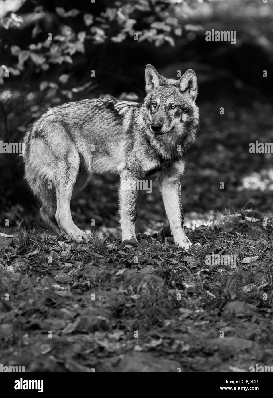 Loup gris en noir et blanc Banque D'Images