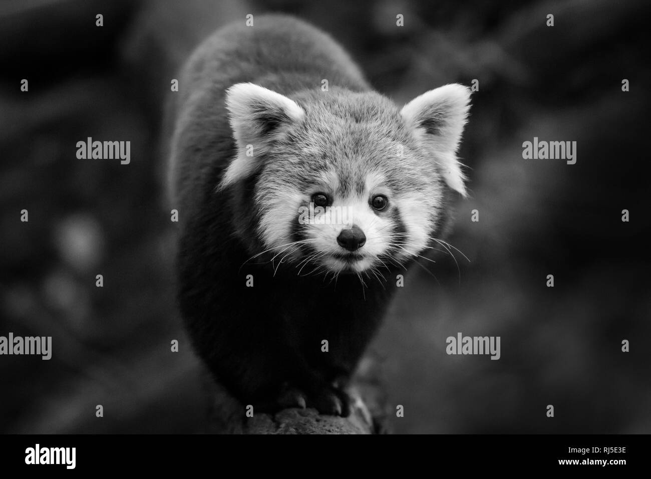 Panda roux dessin Banque d'images noir et blanc - Alamy
