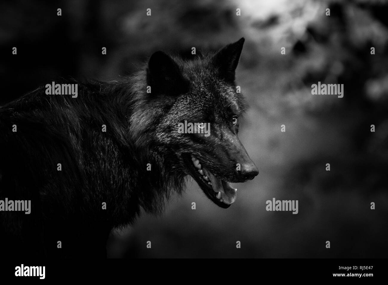 Loup Noir En Noir Et Blanc Photo Stock Alamy