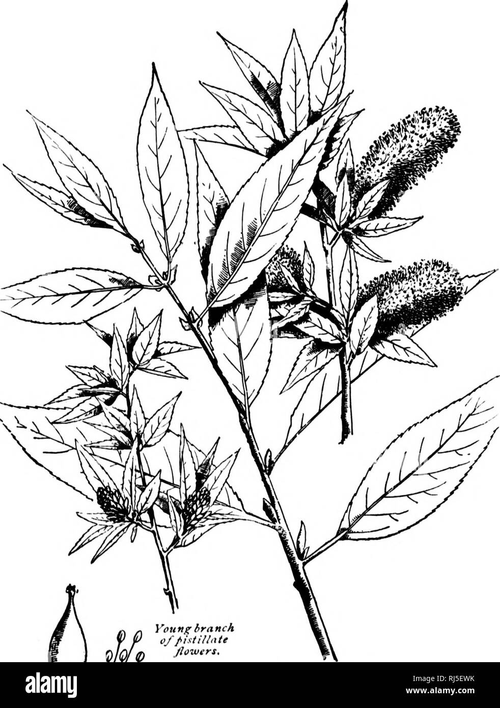 . Un guide pour les arbres [microform]. Les arbres ; botanique ; Arbres ; Botanique. . Veuillez noter que ces images sont extraites de la page numérisée des images qui peuvent avoir été retouchées numériquement pour plus de lisibilité - coloration et l'aspect de ces illustrations ne peut pas parfaitement ressembler à l'œuvre originale.. Lounsberry, Alice, Rowan, Ellis, 1858-1922. Toronto : W. Briggs Banque D'Images