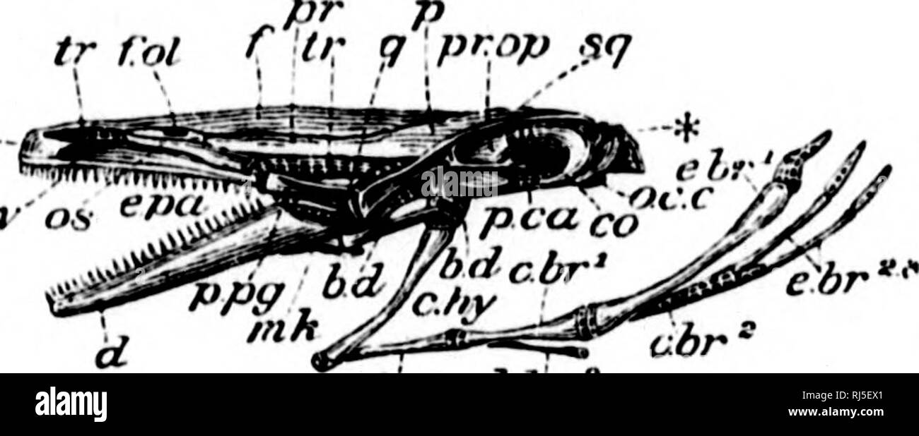 . L'Batrachia of North America [microform]. Les amphibiens ; Amphibiens. poo. b6r' hf)r pec par. Veuillez noter que ces images sont extraites de la page numérisée des images qui peuvent avoir été retouchées numériquement pour plus de lisibilité - coloration et l'aspect de ces illustrations ne peut pas parfaitement ressembler à l'œuvre originale.. Faire face, E. D. (Edward Drinker), 1840-1897. Washington : G. P. O. Banque D'Images