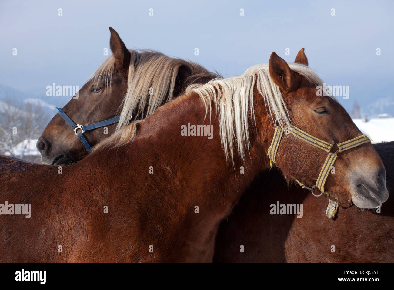 Zwei Pferde sich aneinander schmiegen Banque D'Images