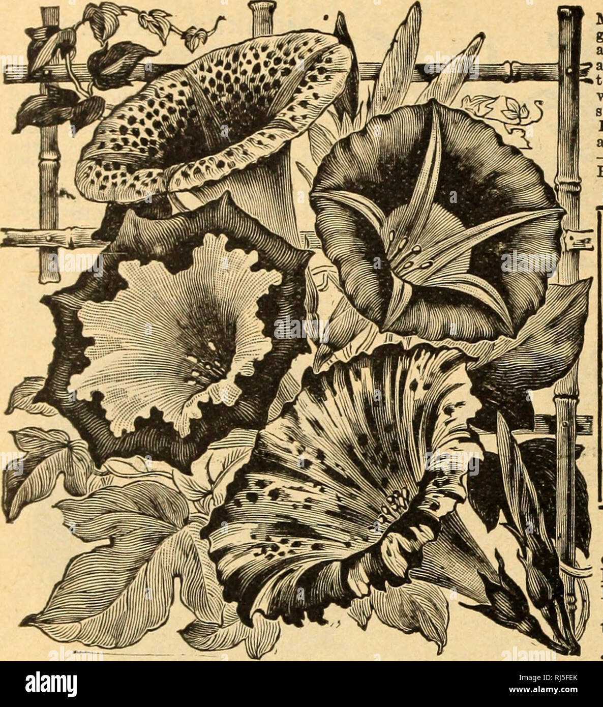 . Choix des graines de fleurs. Graines de fleurs graines ; Catalogues Catalogues. Hillsboro. L'Ohio, Mars, 1898.-  eu votre petit chat dialogue- hier et trouvent si facile-toget whati voulez sans lookin" si longtemps pour qu'il ' envoyer à la fois pour un peu plus de semences." -Mme. William Babbt. Matin gloire impériale japonaise. La belle, douce, riche, soyeux et satinés s'colorants de la gloire du matin sont intensifiés dans cette variété, et les ombrages et marldngs sont curieux et variés. Où cultiver avec succès cette a été une grande joie, et tout ce que l'brilliantlv dessins colorés dans certains du catalogue Banque D'Images