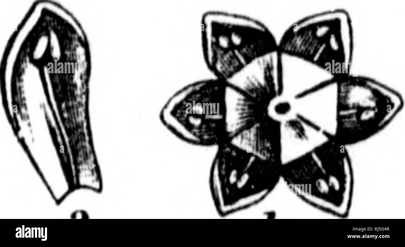 . Les fleurs et leurs pedigrees [microform]. Fleurs ; fleurs ; Fleurs ; Fleurs. Cuckoo-Pint. 245 cas montre telle qu'elle a lieu dans la moule humide et riche de fossés d'eau. Examinez d'abord les curieux fleur qui est représenté pour nous ici dans le petit sketch sur le côté. Dans les rivières lentes de Suffolk, et peu profondes le long des bords de la Norfolk Broads, il pousse une jolie eau-plantes piquantes, connu sous le nom scientifique de l'Acorus, ou par le plus simple en anglais Ouvrages de sweet-flag et doux et de carex. C'acorus est un roseau aromatique-comme plante, avec de longues feuilles en forme de lance, et une pointe de Banque D'Images