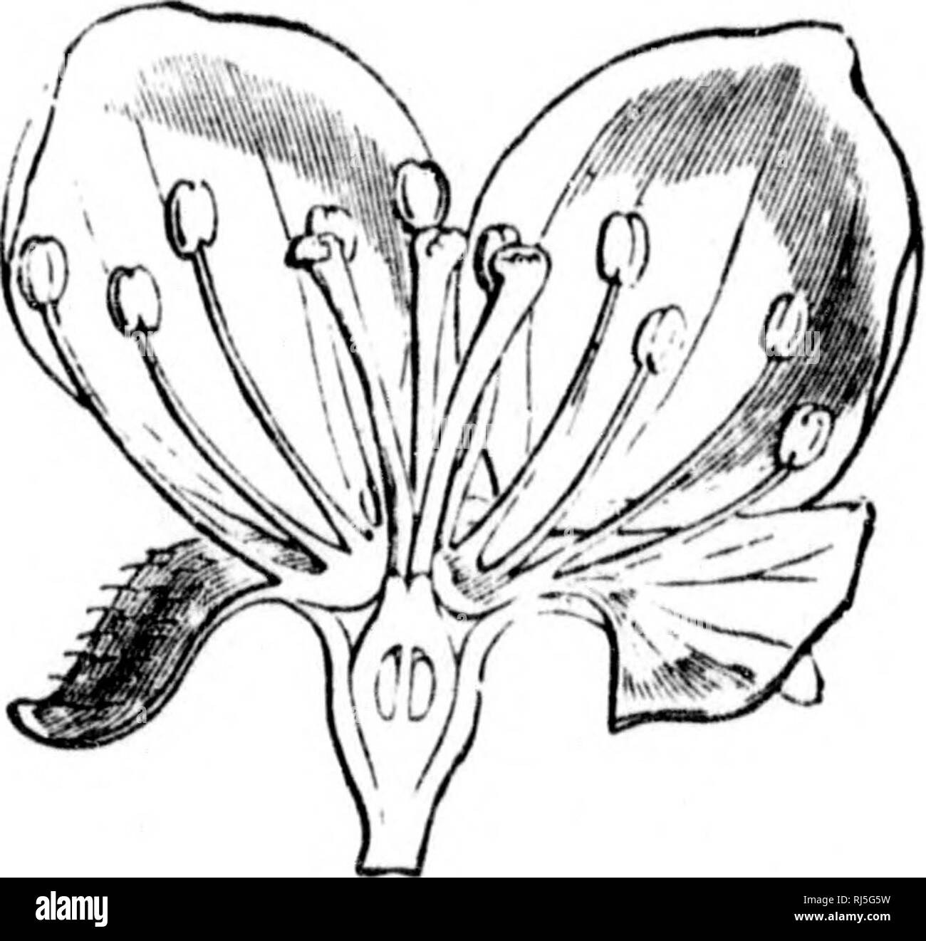 . Les fleurs et leurs pedigrees [microform]. Fleurs ; fleurs ; Fleurs ; Fleurs. Une histoire de famille. 221 Cependant, de la semence navire lui-même devenir doux et succulent, le calice ou extérieure couvrant des pétales de fleurs a couvert les carpelles ou jeunes même dans les navires de semences, fleurs et a puis gonflé en une sorte de vitre-comme des fruits. Le cas, en effet, n'est pas contrairement à celle de la fraise, seulement qu'ici la manette s'est élargie vers l'extérieur autour de la fleur et les graines non commerçante, au lieu de simplement l'enflure. Fig. 47.-section verticale de Appk-Blossom, dans un patron et en les intégrant. Dans l'h Banque D'Images