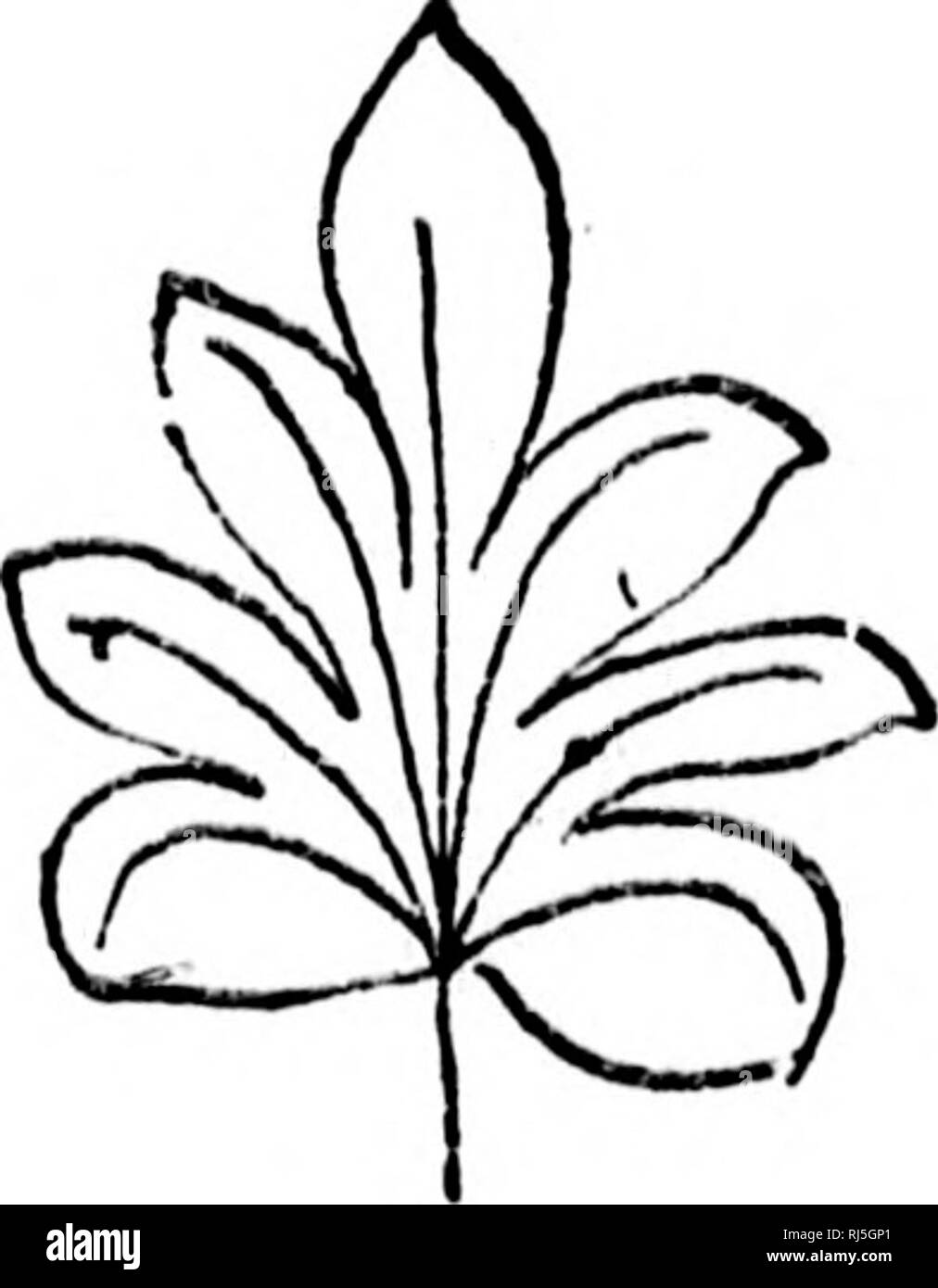 . L'histoire des plantes [microform]. Les plantes ; botanique ; plantes ; Botanique. FIG, 2. FiNGKR YEiNED LEAVKS-les. Le veiiis le même arc dans les trois feuilles, mais ils diffèrent dans la somme à laquelle l'tliey sont remplis. Le langage technique, j)aZ ? ?re/i6 et  2;i ?ina^e). Dans le plan de doigt, les côtes s'écartent de tous un point commun, plus ou moins radialement. Dans le plan en plumes comme les nervures sont disposées en paires oppo- site sur les côtés d'une ligne commune ou nervure centrale. Pourtant, même ces deux plans distincts fusionnent en un à l'autre par degrés imperceptibles de-, comme vous pouvez le voir si vous regardez le schéma- panying Banque D'Images