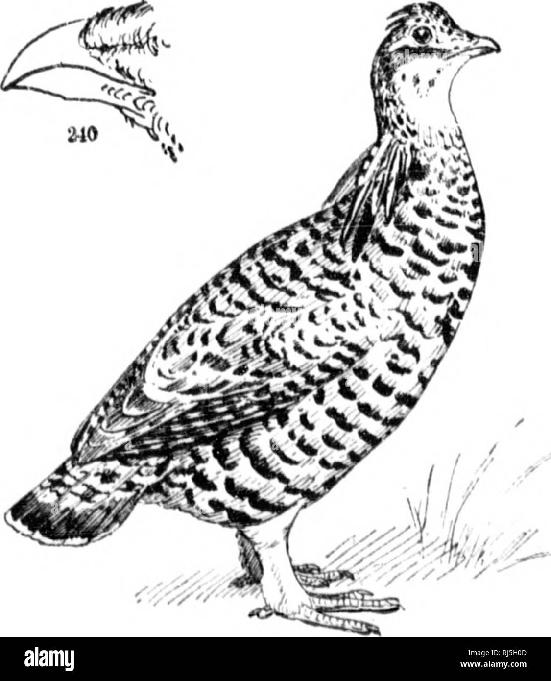 . Les oiseaux de l'Est de l'Amérique du Nord connu pour se produire à l'est de la quatre-vingt-dixième méridien [microform]. Les oiseaux sauvages, oiseaux, Oiseaux, oiseaux. -Â¢j'^ 525 LIO "" "â â 515 » MNIOTILTID Famille/E. Parulines. Le groupe 5. Oiseaux ayant les ailes de 9,50 pouces de long.* ; Wiui.-- ri ini'ovei loni hes ; ; ; ; quatre orteils, doigt postérieur, élevée au-dessus du repos . : hill, stout : wiiiiT. arrondi, l'rimaries iaired |). TETRAONID Famille/C. (Irouse. SeÂ" page 1 111. Les orteils, quatre, le hind t&l'ahiie leated ; lt |-es| : hill, plutôt courtes ^ J et stout ; w iiiir. sliort et quelque peu arrondi, l'extra-p r i m a r i Banque D'Images