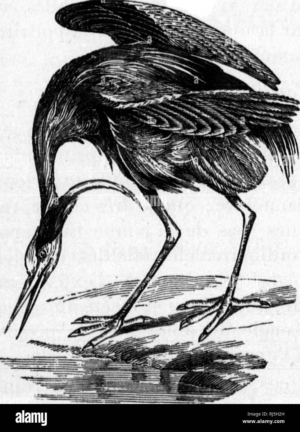 . Les oiseaux du Canada [microforme]. Oiseaux, oiseaux. 194 â disparaissent aussitÃ't qu'elle est passÃ©e et tout leur plumage dev plus terne. La couleur du bec, des lores. e. ses pieds est trà s¨non variable, pas seulement suivant l'Ã¢ge ou les saisons, mais mÃªme avec les individus. L'endroit que les HÃ©rons se choisissent pour faire leurs nids en famille, se nomme hÃ©ron- NiÃ¨re ; ils se servent de ce mÃªme pendentif nid plusieurs annÃ©es consÃ©cutives. 1. Genre ARDEA. LinnÃ©. 1. Le grand HÃ©ron bleu. Ardea herodias, L.Â vulg. Angl. Grand HÃ©ron blv.âBleu grisÃ¢tre en des- sus avec la tÃªte noi Banque D'Images