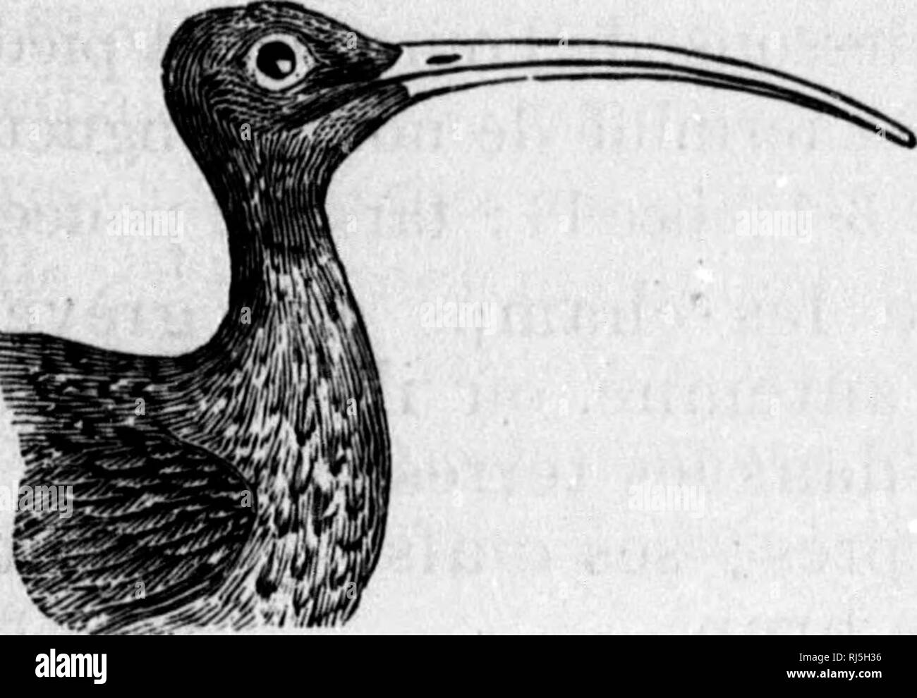 . Les oiseaux du Canada [microforme]. Oiseaux, oiseaux. Â Â 190. Fig. 26. TÃªte du Courlis à long bec. Wils.âVulg. Angl. À bec long Curleiv âVariable.dans ses couleurs, mais sans blanc nulle part ; dessus brun foncÃ© avec bandes, lignes et crochets de roux jaunÃ¢tre excep- tÃ© au bord des pri- maires, ces derniÃ¨res sont brunes et rous- ses ; secondaires rous- ses d'attente ; rayÃ©e de noir et de roux ; dossous roux jaunÃ¢tre, plus intense sous les ailes et striÃ© de brun noirÃ¢tre sur le cou et la poitrine, se transformant en bandes transversales sur les cÃ'tÃ©s du corps ; pieds et bec noirs, ce der Banque D'Images