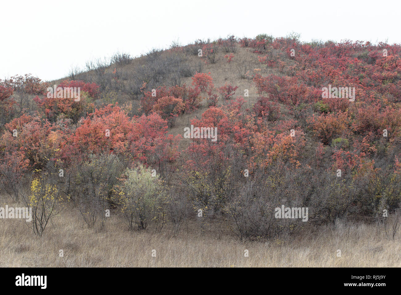 Die Farben des Herbst im Nationalpark im äussersten Réserve Vashlovani Südosten von Georgien. Banque D'Images