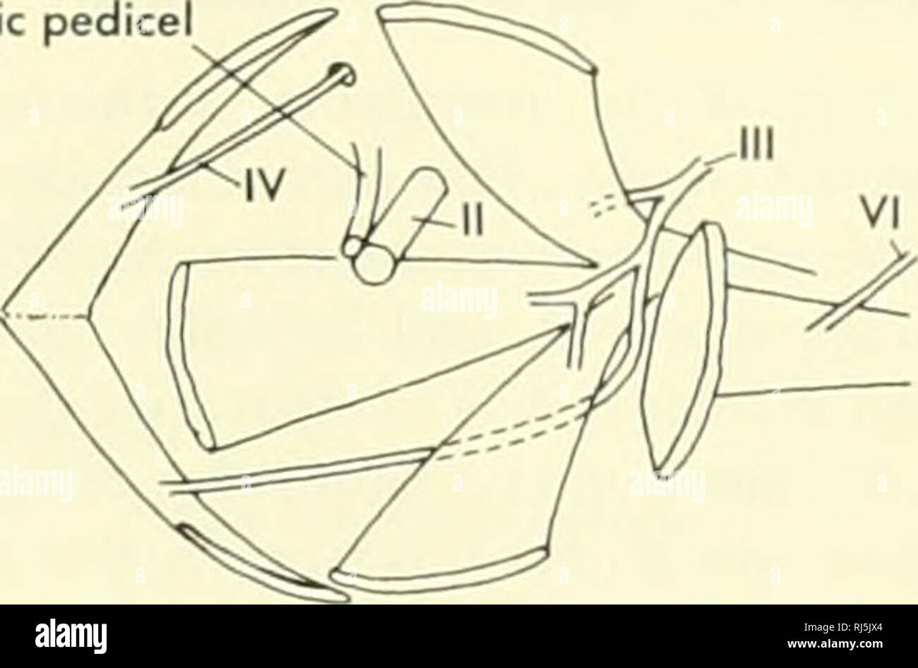 . La morphologie des chordés. La morphologie (animaux) ; Chordés. optiques externes B LAMPROIE pédicelle pédicelle optique rectus. C REQUIN levator téléostéens polpebroe quadratus. Veuillez noter que ces images sont extraites de la page numérisée des images qui peuvent avoir été retouchées numériquement pour plus de lisibilité - coloration et l'aspect de ces illustrations ne peut pas parfaitement ressembler à l'œuvre originale.. Jolie, Malcolm. Reinhold, New York Banque D'Images