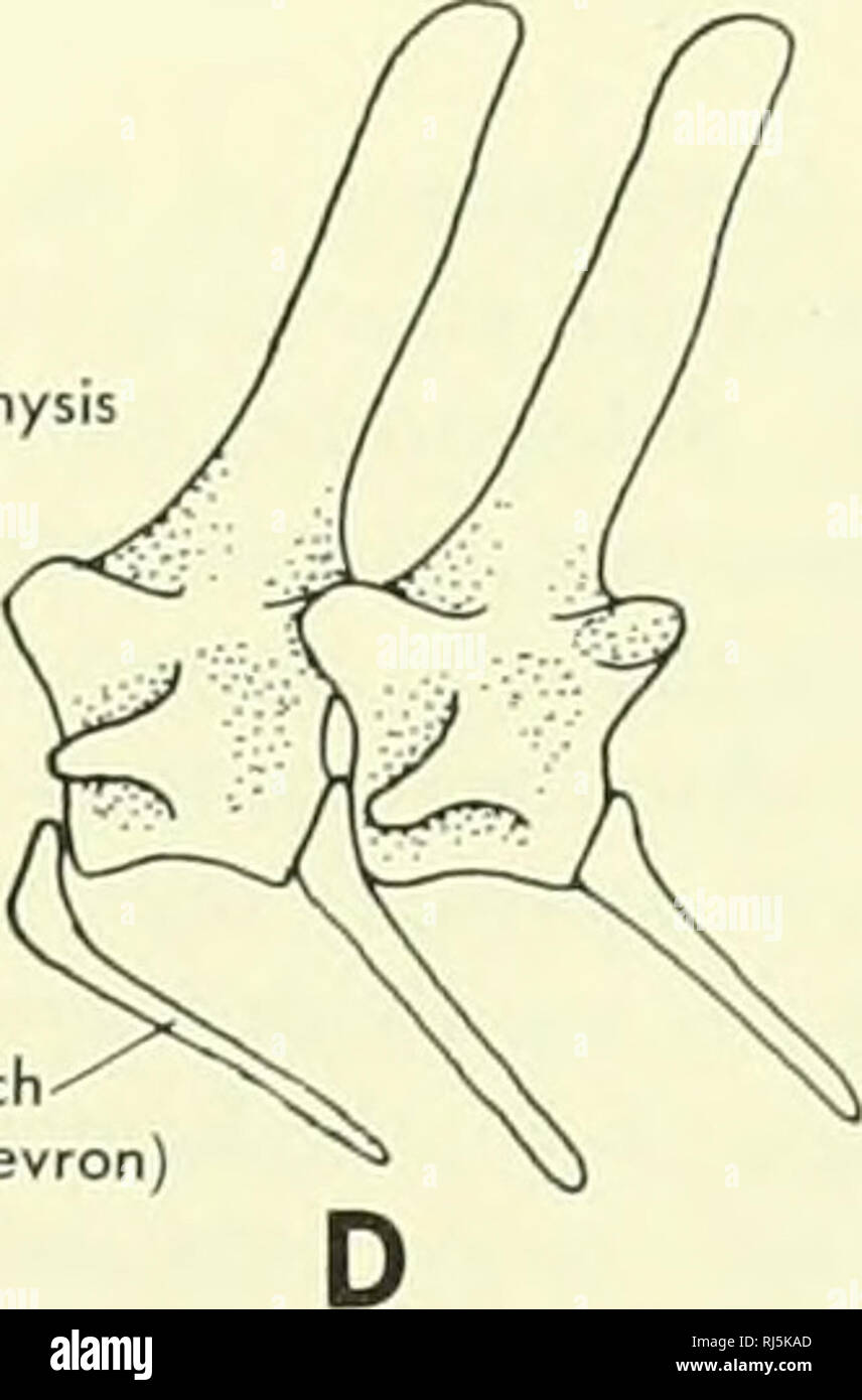 . La morphologie des chordés. La morphologie (animaux) ; Chordés. au milieu du corps. À peu près à mi-chemin le long de la longueur de la queue, les apophyses transverses disparaître, mais la rupture se produit des lignes à l'extrémité de la queue. Les vertèbres, à l'exception de l'atlas et axis, procoelous- sont vidés à l'avant, mais avec une surface articulaire être bombé- hind (Figure 6-10). Le Tuatara arcs neuraux de Sphenodon ne conservent pas la ligne de la suture avec le corps comme dans l'alligator, et un en- tercentrum est présent entre l'ensemble des vertèbres. Il y a 8 cervicals, à moins que l'on exclut la dernière, qui sera Banque D'Images