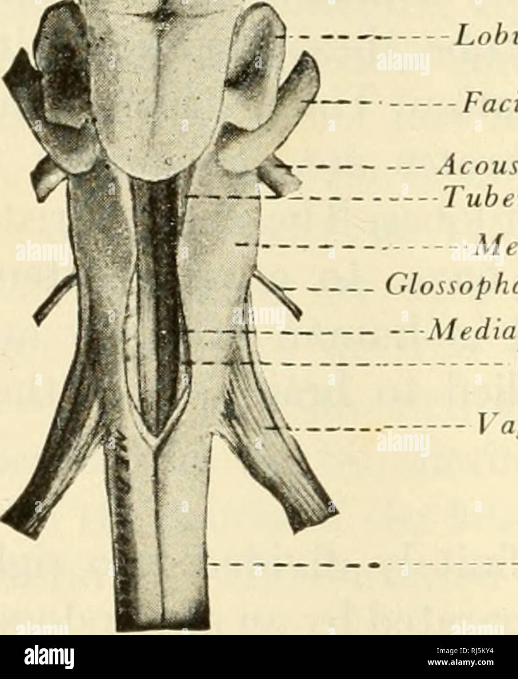 . La les chordés. Chordés. Capsule nasale. Bulbe olfactif nerf olfactif / Rhinoccele / N. je l'hémisphère cérébral du ventricule latéral , Interventricula épiphyse (^£ nerf optique N. II Jl&amp;S- Thalan lob optique, jB. Nerf Trochlear N. IV L phalon h- ,^^S -- acoustique N. VIII -j* Tuberculum acuslicum. Cervelet Lobus lineae lateralii ----Nerf facial N. VII le bulbe rachidien --- nerf glossopharyngien N. IX longitudinal médial cdaf. Lob viscérale nerf vague N. X de la moelle épinière. Veuillez noter que ces images sont extraites de la page numérisée des images qui peuvent avoir été retouchées numériquement pour readab Banque D'Images