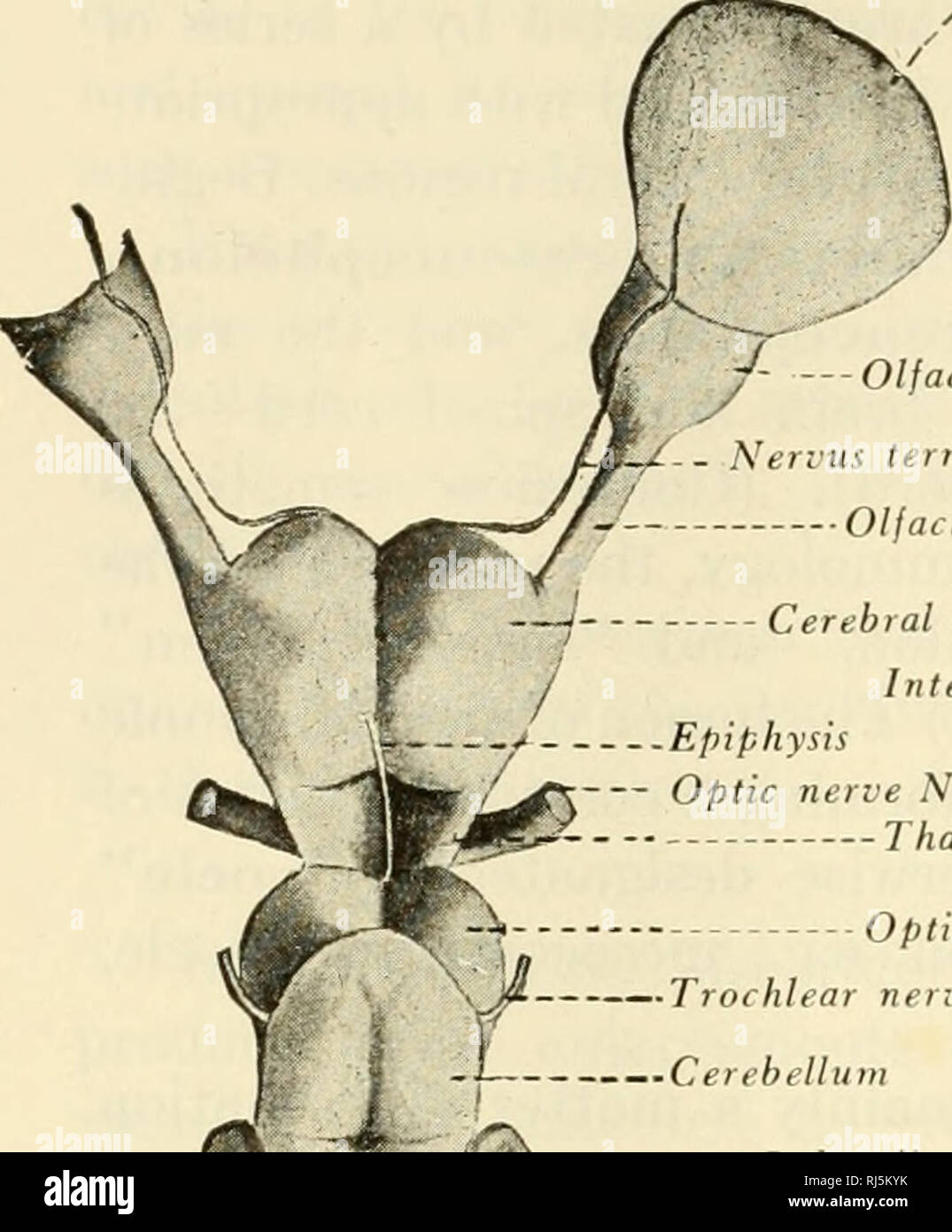 . La les chordés. Chordés. 146 Structure de base de vertébrés Nervus résilier appareil olfactif. Capsule nasale. Bulbe olfactif nerf olfactif / Rhinoccele / N. je l'hémisphère cérébral du ventricule latéral , Interventricula épiphyse (^£ nerf optique N. II Jl&amp;S- Thalan lob optique, jB. Nerf Trochlear N. IV L phalon h- ,^^S -- acoustique N. VIII -j* Tuberculum acuslicum. Veuillez noter que ces images sont extraites de la page numérisée des images qui peuvent avoir été retouchées numériquement pour plus de lisibilité - coloration et l'aspect de ces illustrations ne peut pas parfaitement ressembler à l'œuvre originale.. Rand, Banque D'Images