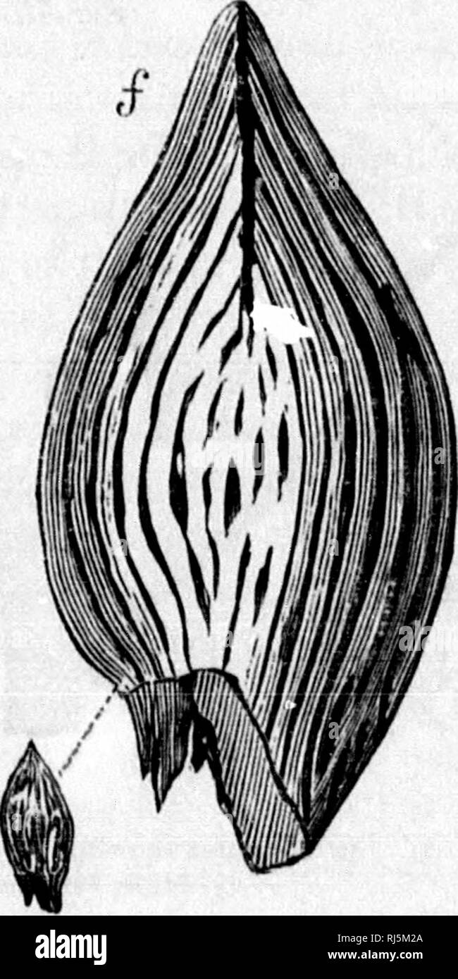 . La géologie de la Nouvelle-Écosse, du Nouveau-Brunswick et de l'île, ou, la géologie acadienne [microforme]. La géologie, la géologie, la géologie, la paléontologie, la stratigraphie, économique ; Géologie ; Géologie stratigraphique ; paléontologie ; Géologie économique. (A, b, e, d) Partie de la mâchoire, dents, et d'échelles d'Bhinodun Bardingi Dawsnn-nat., sizo. Dent^ (b) est un peu trop mince. ("../) Rortlon de Jaw et l'échelle o{ Ilnrtonensis Acrolepia, Dawson-l'échelle agrandie. {G, h) de la colonne vertébrale et la partie Ctenacanthus inagniticd.. Veuillez noter que ces images sont extraites de la page numérisée des images qui peuvent avoir été dig Banque D'Images