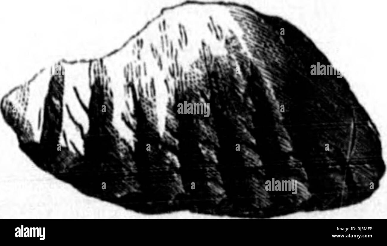 . La géologie de la Nouvelle-Écosse, du Nouveau-Brunswick et de l'île, ou, la géologie acadienne [microforme]. La géologie, la géologie, la géologie, la paléontologie, la stratigraphie, économique ; Géologie ; Géologie stratigraphique ; paléontologie ; Géologie économique. C'est deux lignes de longueur, avec quatorze denticules tranchants, bien compressé, et avec une base étroite. Une autre très fines dents trouvées dans ces lits semble appartenir à M'Coy's genre Conchodus (Fig. 53). Il comporte sept Fig. 63.- dent d'Conchodusplicatus (N.-É.). Fig. at.-Dent d'Paammodus.. Veuillez noter que ces images sont extraites de la page numérisée des images qui Banque D'Images