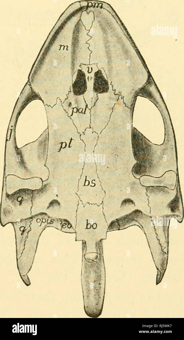 . Anatomie des chordés. Cordés ; anatomie, comparatif. Fig. 155.-vues dorsale et ventrale du crâne de tortue, Trionyx. En comparaison avec le crâne de l'poissons osseux, que des reptiles indique une augmentation de la compacité et de l'intégration d'éléments, bo, bs, basisphenoid ; basioccipital ; eo, es, exoccipital ;/, frontal ; j, jugal (zygomatique) ; m, mx, maxillaire ; n ; préfrontal, opis, opisthotic ; p, (derrière) Orbite postfrontal, (autres) ; pariétal, pal, palatine, pmx prémaxillaire ; pno, prootique ; pt, ptérygoïde ; q, quadrangulaire ; s, supraoccipital ; v, vomer. (À partir de Kingsley's "l'anatomie comparée des vertébrés."). Pl Banque D'Images