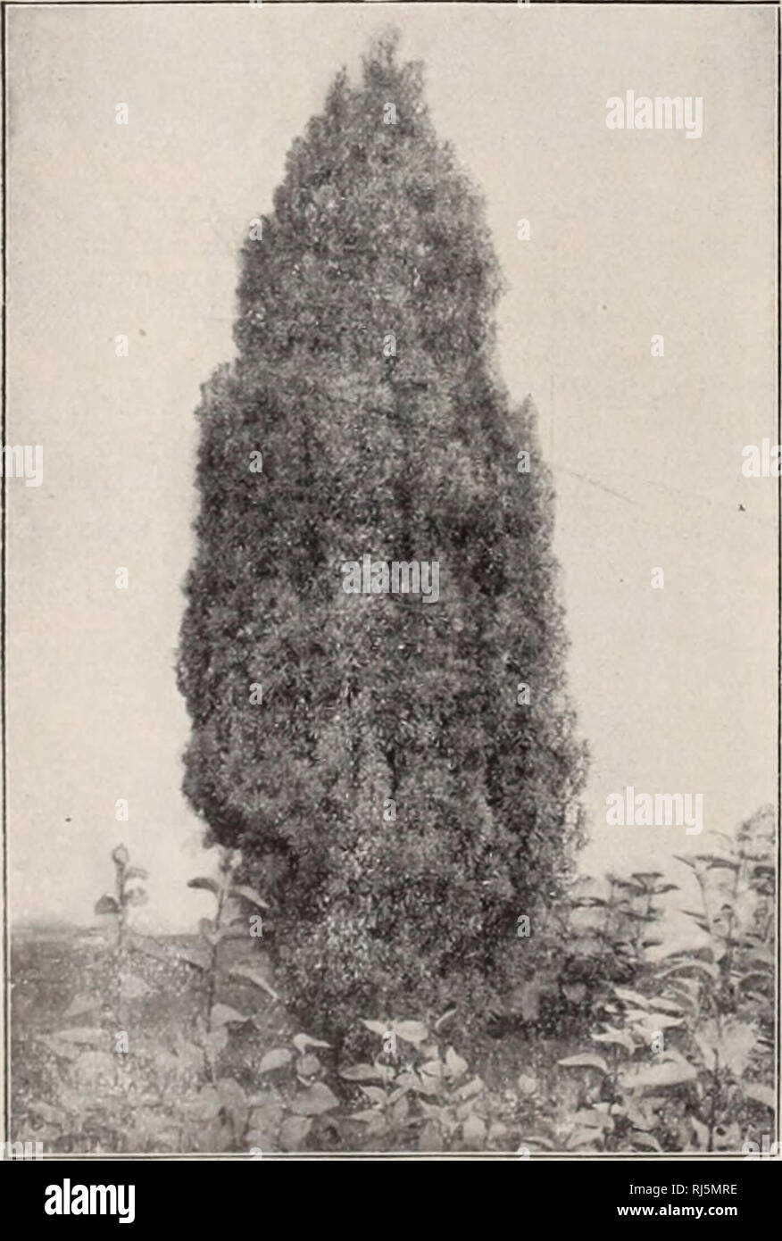 . Choix d'arbres et plantes rustiques / F.W. Pépinière Kelsey Company.. Catalogue des pépinières. 26 FREDERICK W. KELSEV. RETINOSPORA obtusa nana, aki D Obtusk iNosroKA ri'1 (IV). W-ry ; nain étalé et profond, vert feuillage brillant. Pousse rarement plus de deux pieds de hauteur. $i.oo. RETINOSPORA obtusa nana aurea. Golden Dw AKK sur I'Rktinosi IISK ora (W). Bronze riche- feuilles jaunes. 1,50 $. RETINOSPORA obtusa pendula. Ing Weki ob- tusk Japon cyprès (II). Un très beau var- société, de gracieux, branches tombantes. 1,50 $. RETINOSPORA pisifera. Pea-Fruitkd Retin-'t osi)RA (II). Bel arbre, délicat avec Banque D'Images