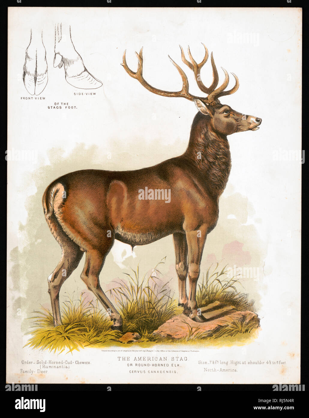 Imprimer montre un profil droit vue d'un cerf américain ou rondes à cornes le wapiti, pleine longueur, comité permanent ; montre aussi "Vue de face" et "vue sur le pied des Stags', commander-Cud-Chewers Solid-Horned - (N). Famille - Deer. Banque D'Images