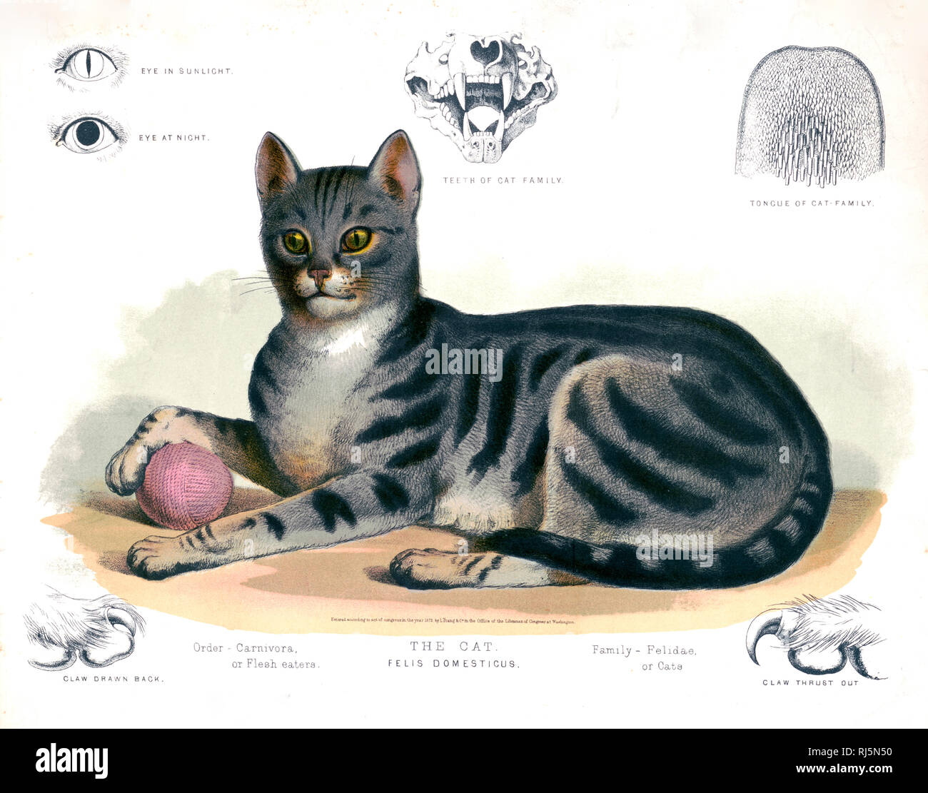 Imprimer Montre Une Vue Du Cote Gauche D Un Chat Domestique Pleine Longueur Couche Faceing Avant Avec Une Patte Posee Sur Une Pelote De Laine Montre Egalement Oeil Dans Sunlilght Et Oeil Imprimer Montre Une Vue Du Cote Gauche D Un Chat Domestique Pleine Longueur Couche Faceing Avant Avec Une Patte Posee Sur Une Pelote De Laine Montre Egalement Oeil Dans Sunlilght Et Oeil