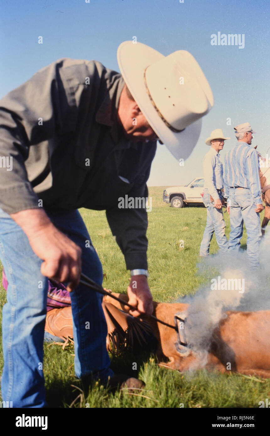 Cowboy à l'aide d'un fer à marquer d'une marque sur un veau Texas ranch Banque D'Images