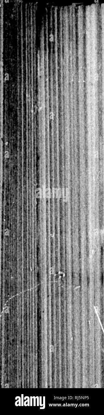 . Monographies du North American rodentia [microform]. Rongeurs ; paléontologie ; Rongeurs ; PALÉONTOLOGIE. Monographies 410 OP. llichardson RODENTIA EN AMÉRIQUE DU NORD remontent le long des Rocheuses de latitude 52° à 60°, et M. Nuttall m&lt;3t avec elle aussi loin au sud dans les Montagnes Rocheuses que la latitude 42°.* Le Dr Coues a rencontré dans les montagnes Rocheuses, à une latitude de 49° N., à une altitude d'environ 4 500 pieds, au niveau de l'Watorton ou chef de Lac de montagne, où les animaux ont été très nombreuses dans l'dobris au pied de falaises. Leurs habitudes alimentaires semblent partout la même. Les animaux ne sont jamais Banque D'Images