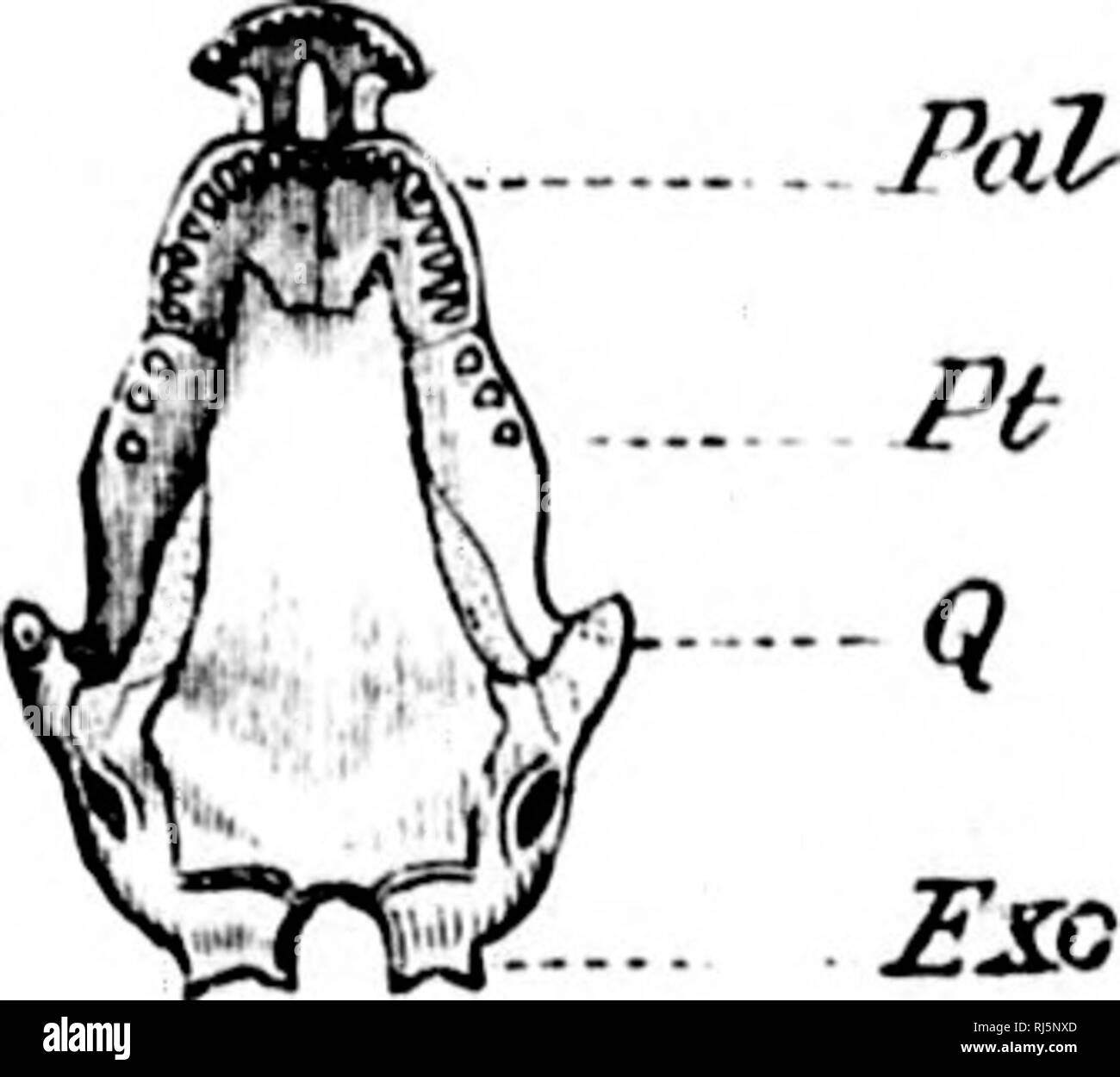 . L'Batrachia of North America [microform]. Les amphibiens ; Amphibiens. 6. Gyrinophilus porphyriticus. I. Veuillez noter que ces images sont extraites de la page numérisée des images qui peuvent avoir été retouchées numériquement pour plus de lisibilité - coloration et l'aspect de ces illustrations ne peut pas parfaitement ressembler à l'œuvre originale.. Faire face, E. D. (Edward Drinker), 1840-1897. Washington : G. P. O. Banque D'Images