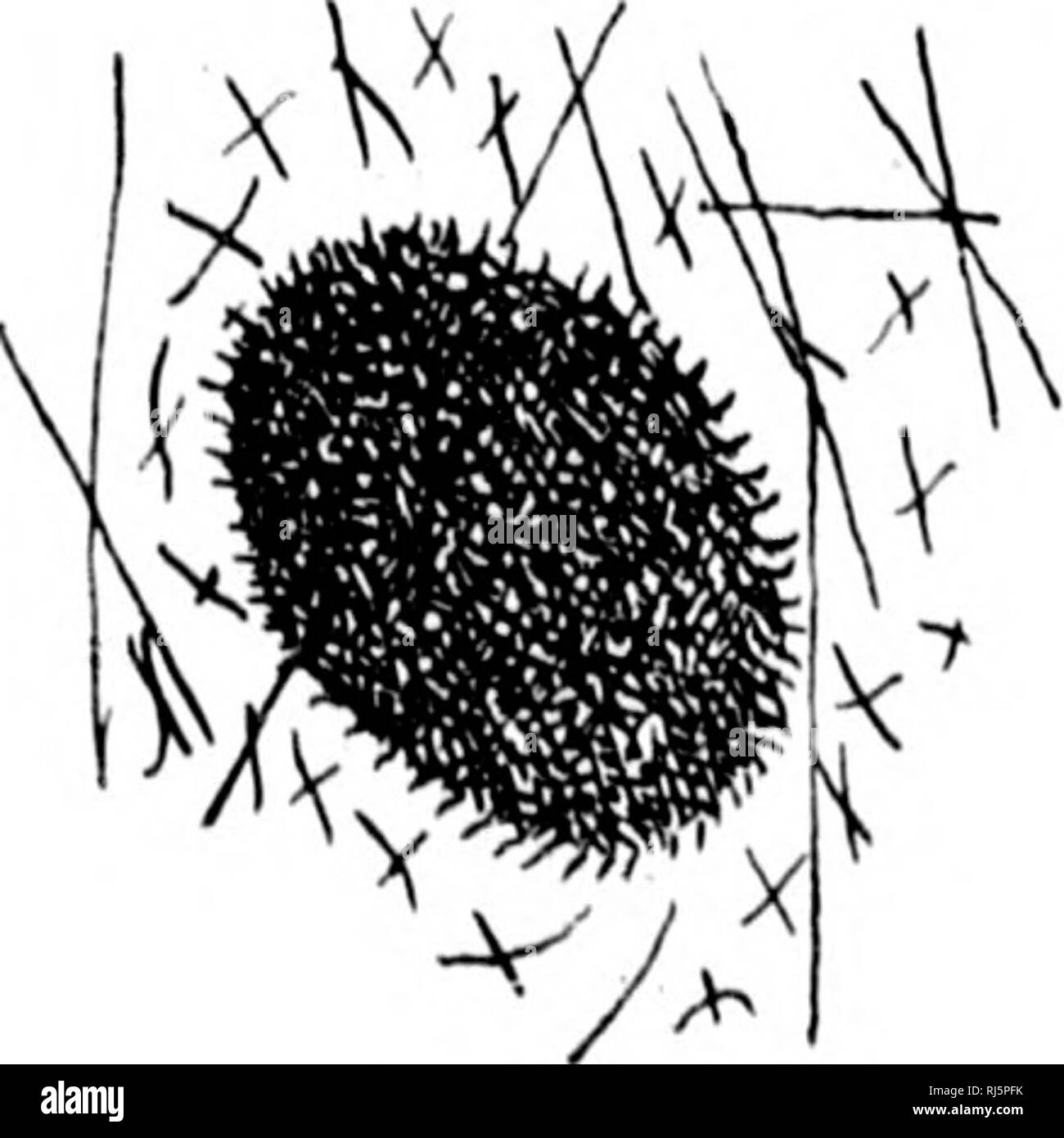 . Les éponges fossiles et d'autres restes organiques du groupe québécois à peu Metis [microforme]. Éponges ; paléontologie ; Eponges ; PALÉONTOLOGIE. .&Gt;f : FK ;. 'M.-Spirul(ife sac, trouvés avec tiyalostelin. tr/c. Si, il y a des éponges .distincts ont été quelques uuiy iietwcon rapport commensal et leur Hyalostelia. Ils sont tout à fait distincte de la peu de masses de spicules cassée visées ci-dessus dans la section IV. 17. Minute ou globulaire organes circulaire. Des surfaces d'un pouce ou plus de diamètre sont occjisionally sli])a plaidé avec mimite pyritous ; lorsque ces spots agrandie apparaît parfaitement rond et d'approximat Banque D'Images