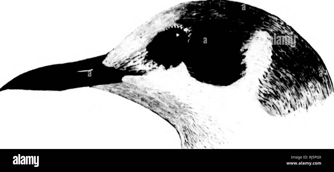 . Les oiseaux de l'eau d'Amérique du Nord [microforme]. Les oiseaux ; les oiseaux d'eau ; Oiseaux ; oiseaux aquatiques. 320 nageurs à ailes longues - LONGIPENNES. ftbnipt et contraste marqué avec le brun V)de luek lores et la région orbitale. Seul le upiicr la moitié de tête thj est noirâtre, ce forniiiig la couleur d'un programme bien défini "hood", comme dans l'espèce o{ Sterun. son bord inférieur sur une ligne avec le rictus, et notamment l'auriculars eyel ; la basse-Iniing niarkiil».d par un croissant blanchâtre. Qu'un exanii)le dans la très grande série d'un eciniens si)américain]>i)le roaoliis de couleur plus sombre de l'individu Banque D'Images