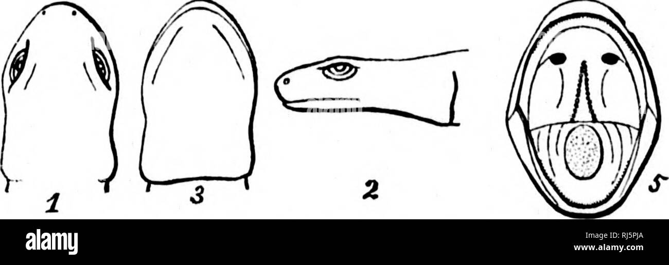 . L'Batrachia of North America [microform]. Les amphibiens ; Amphibiens. I : i I si i I ! 'Je ''U^. - F. i. Je 212 lUILLETIN ^1, UNITED STATES NATIONAL MUSEUM. estime d'tiic tributaires de la rivière Medina et vers le sud, et sera - iam Taylor a obtenu un bon nombre de spécimens provenant de San Diego, dans soutliwestern Texas, il lias pas été trouvés à l'est de cette région. Je ne l'ai pas vu dans le plateau du pays. Le Dr lioulenger pense que cette forme doit être considérée comme une espèce distincte. Le Uesides haracteis (-j'ai cité il dit que la tête est plus déprimés et les lores moins vertical et le pli représentant 4,79 Mo Banque D'Images