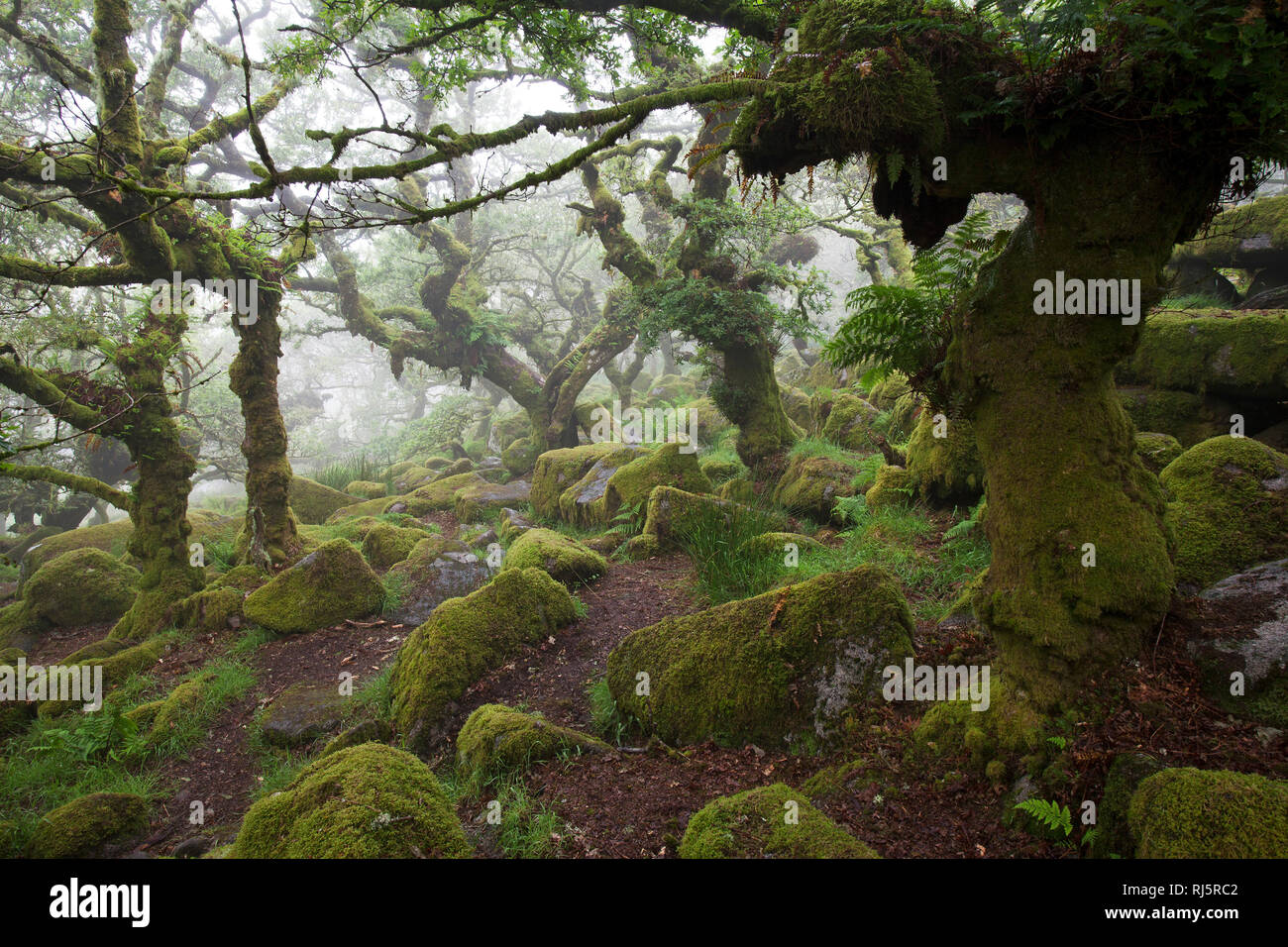 Wistman's Wood National Nature Reserve Devon England UK Banque D'Images