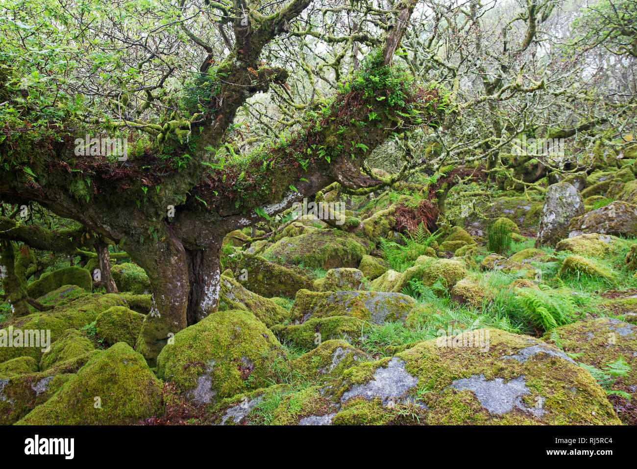 Wistman's Wood National Nature Reserve Devon England UK Banque D'Images