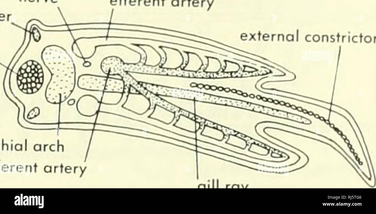 . La morphologie des chordés. La morphologie (animaux) ; Chordés. aorte dorsale , erterent » branchiospines artère muscle adducteur branchialis connexion croisée efférentes nerveuses ortei muscle constricteur externe. gill ray oi bronchique artère afférent au canal initial (artère afférent) - aorte ventrale B Figure 11-21. Les corrélations des navires dans l'arc d'un requin, A et B, semidiagrammotic vue antérieure de deux étapes (A et D de la Figure 1 1-20) de développement d'une architecture ; C, section transversale de arch. (Après 1930), Goodrich s'étendent dans les filaments branchiaux : un et deux vaisseaux efférents afférentes à chaque filament. Dans Banque D'Images