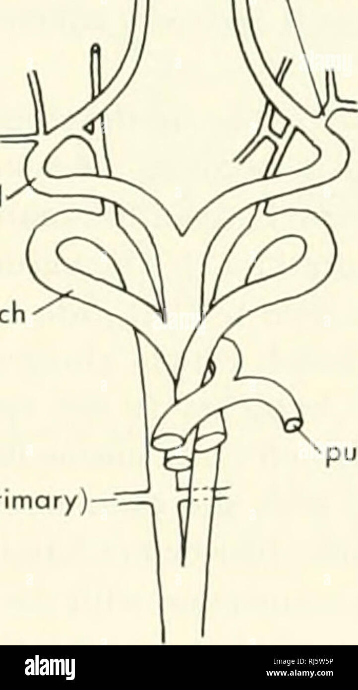 . La morphologie des chordés. La morphologie (animaux) ; Chordés. à gauche et à droite des mammifères à fusible brachiocéphalique C CAT Q HEDGEHOG E OX ORNIiHORHYNCHUS WOMBAT KANGOUROUS Figure 11-10. Les variations dans les racines de l'artère de mammifères. (D'après Romer, 1955, et Owen, 1868} odile, mais cela n'a pas été observée. La perte de cet arc résultats dans la séparation fonctionnelle pulmonaire et de la circulation systémique aurait dans l'oiseau, un parallélisme à celui observé chez le mammifère. En raison de l'élongation du cou et de la face postérieure du cœur de déplacement, les relations entre les carotides sont modifiées. Dans le foetus Banque D'Images
