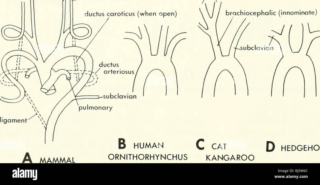 . La morphologie des chordés. La morphologie (animaux) ; Chordés. ^j carotide externe de la carotide interne (caroticus canal ouvert) J'brachiocepholic J carotides communes innommé (gauche et droite). fusion brachiocéphalique DES MAMMIFÈRES C CAT Q HEDGEHOG E OX ORNIiHORHYNCHUS WOMBAT KANGOUROUS Figure 11-10. Les variations dans les racines de l'artère de mammifères. (D'après Romer, 1955, et Owen, 1868} odile, mais cela n'a pas été observée. La perte de cet arc résultats dans la séparation fonctionnelle pulmonaire et de la circulation systémique aurait dans l'oiseau, un parallélisme à celui observé chez le mammifère. En raison de l'élongation Banque D'Images