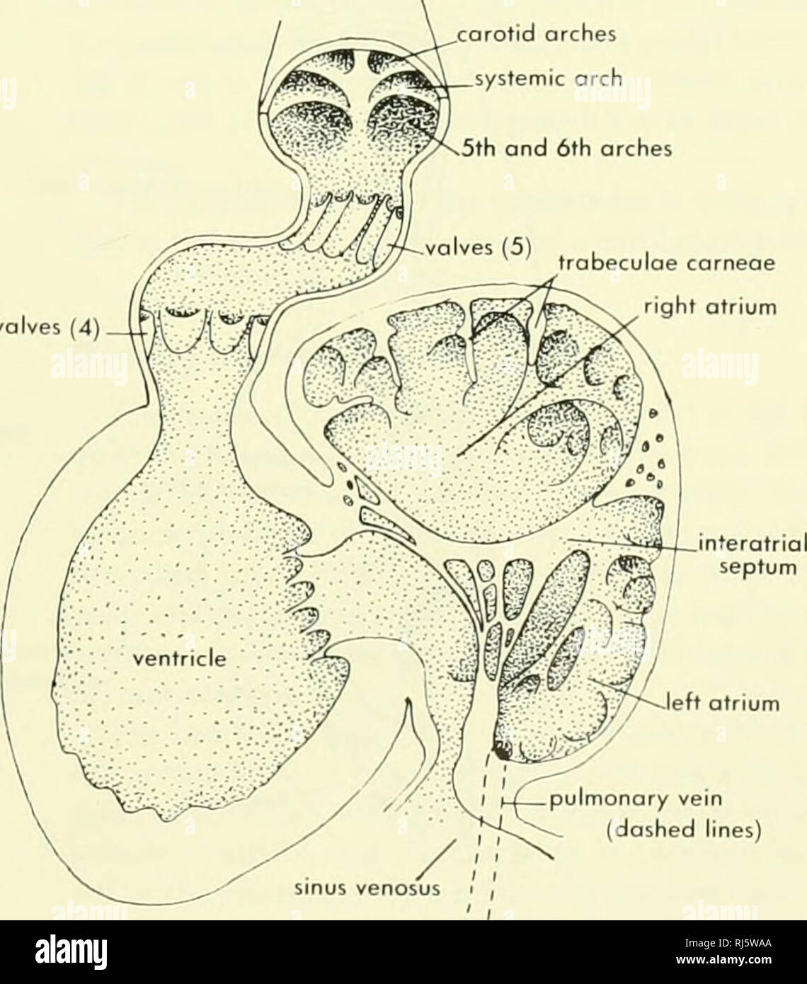 . La morphologie des chordés. La morphologie (animaux) ; Chordés. rotid passage systémique arches ,5e et 6e proximale arches (4) oreillette gauche trabécules corneoe atrium ght volve auriculo-ventriculaire. I t-i vem pulmonaire (pointillés) RANA CRYPTOBRANCHUS Figure 11-4. Coeurs de Rano et Cryptobranchus vu de sous et avec le tronc ouvert pour afficher les soupapes. Le CŒUR 343. Veuillez noter que ces images sont extraites de la page numérisée des images qui peuvent avoir été retouchées numériquement pour plus de lisibilité - coloration et l'aspect de ces illustrations ne peut pas parfaitement ressembler à l'œuvre originale.. Jolie, Banque D'Images