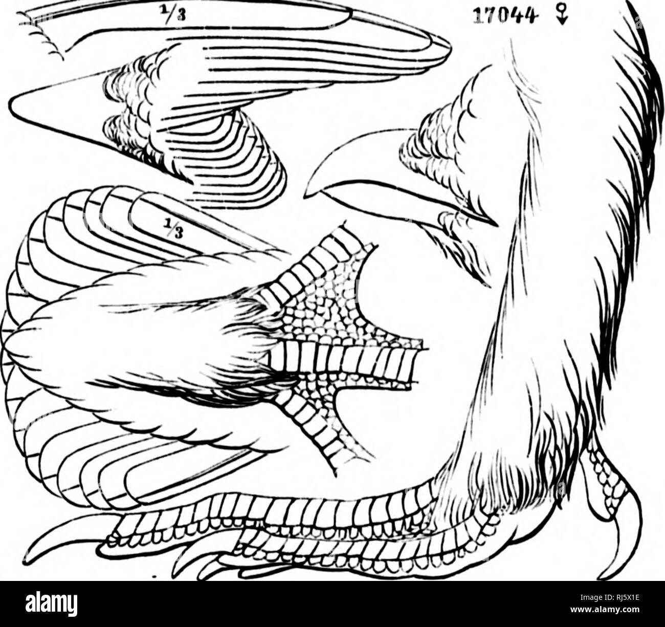 . Une histoire d'oiseaux de l'Amérique du Nord [microforme] : les oiseaux terrestres. Les oiseaux ; ornithologie ; Oiseaux ; Ornithologie. TETUAONID.E - Le tétras du Canada. 441. Cupiitoiiia rupifttj. taches blanchâtres. Haut nf-lirowii witli licad rusty n vi-lilack un ami verticale (hisky nnri patcli(.'iilar. Les parties inférieures jaune-whiti', avec cfrulurly dofiiicd-iri, transversal, gris-ln-owii vaste menteurs ; en avant plus sp()tt(Ml, la jii&Lt ;,'nluni -^^^^^ va """^^ii- 170'tinired t* avec Brown. Tchou (2."), !)89, Rock- ford, 111.). Lenion lumineux- buir, lingnd jiiguhiui sur côtés et avec les parties supérieures brun rougeâtre ; nnicli lavé wi Banque D'Images