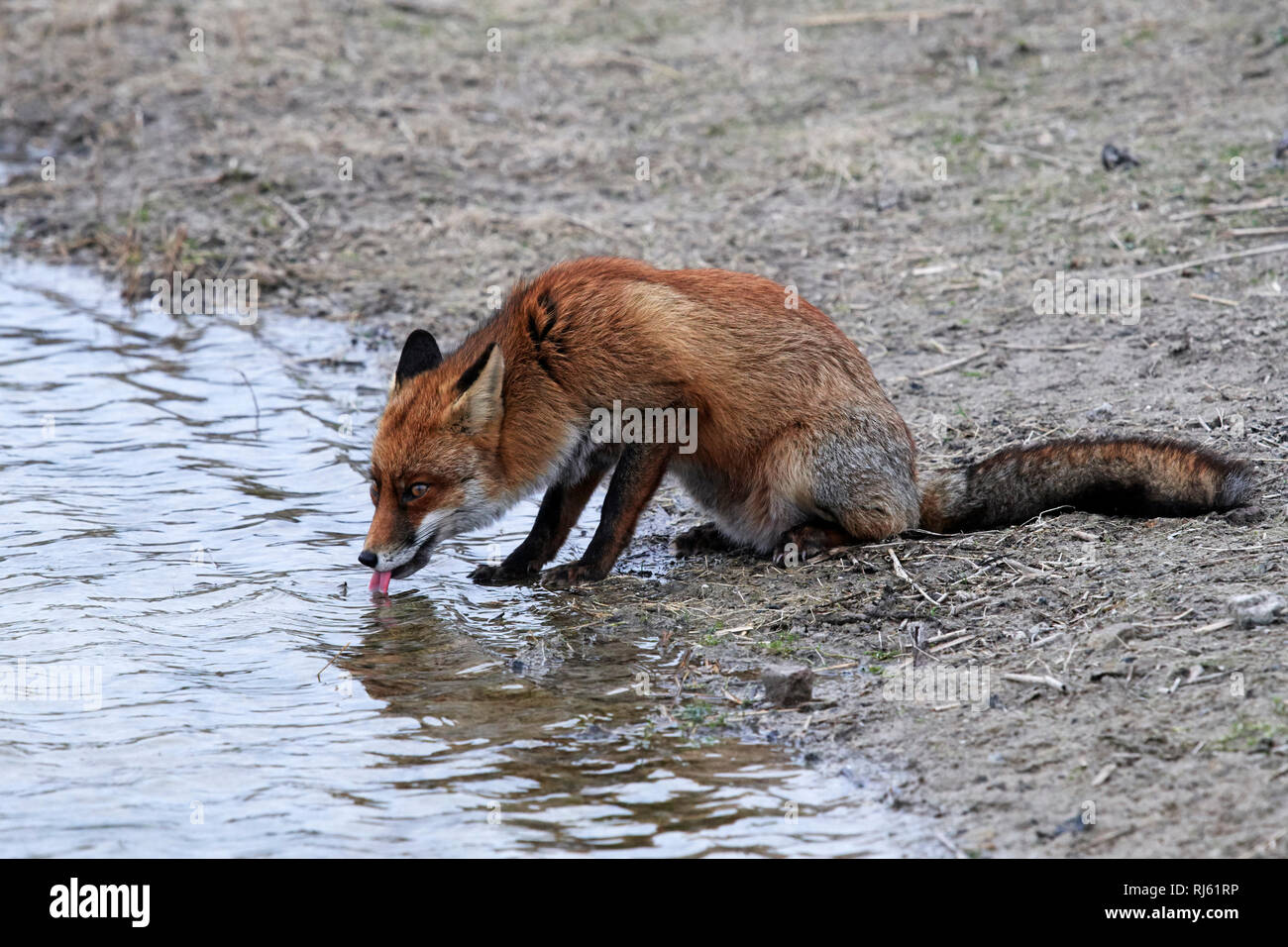 Fox (Vulpes vulpes) Banque D'Images