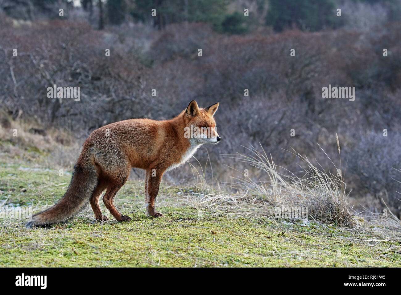 Fox (Vulpes vulpes) Banque D'Images