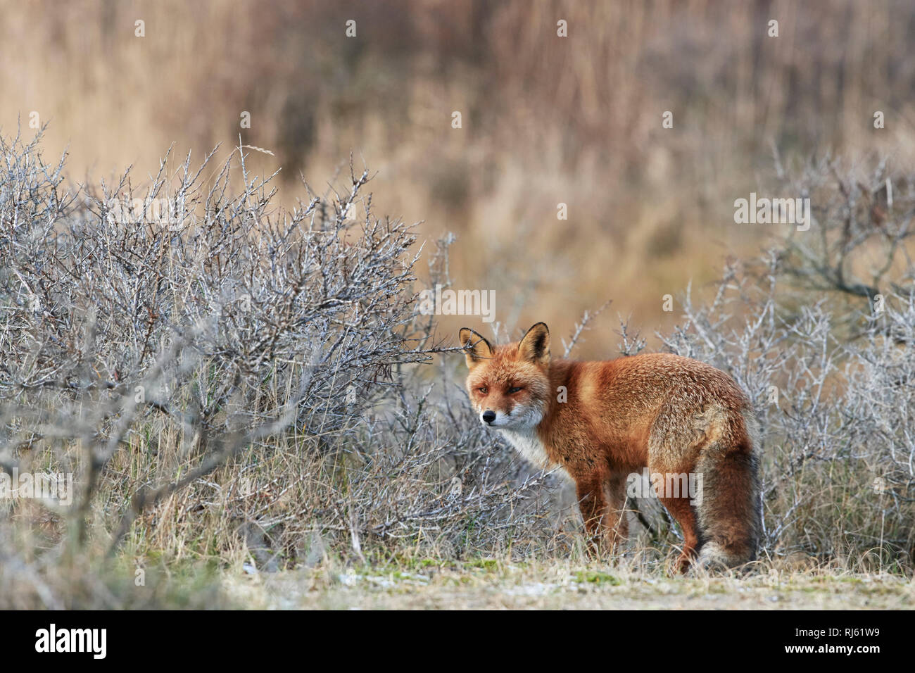 Fox (Vulpes vulpes) Banque D'Images