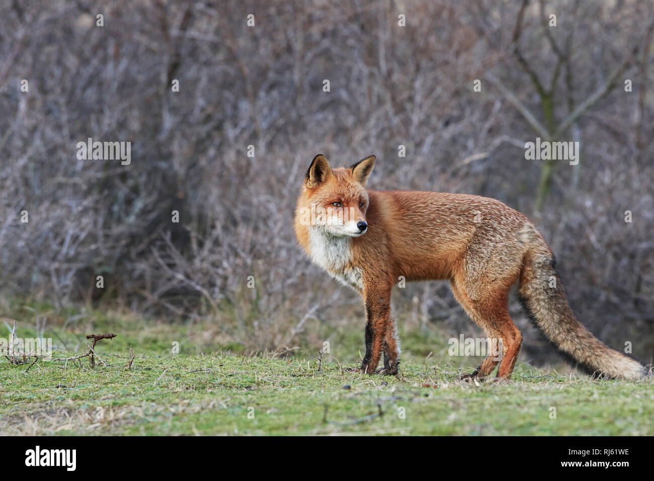 Fox (Vulpes vulpes) Banque D'Images