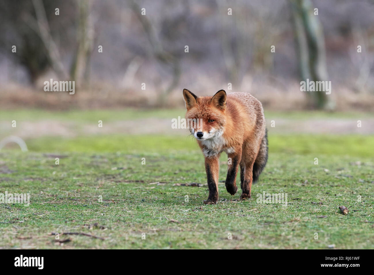Fox (Vulpes vulpes) Banque D'Images