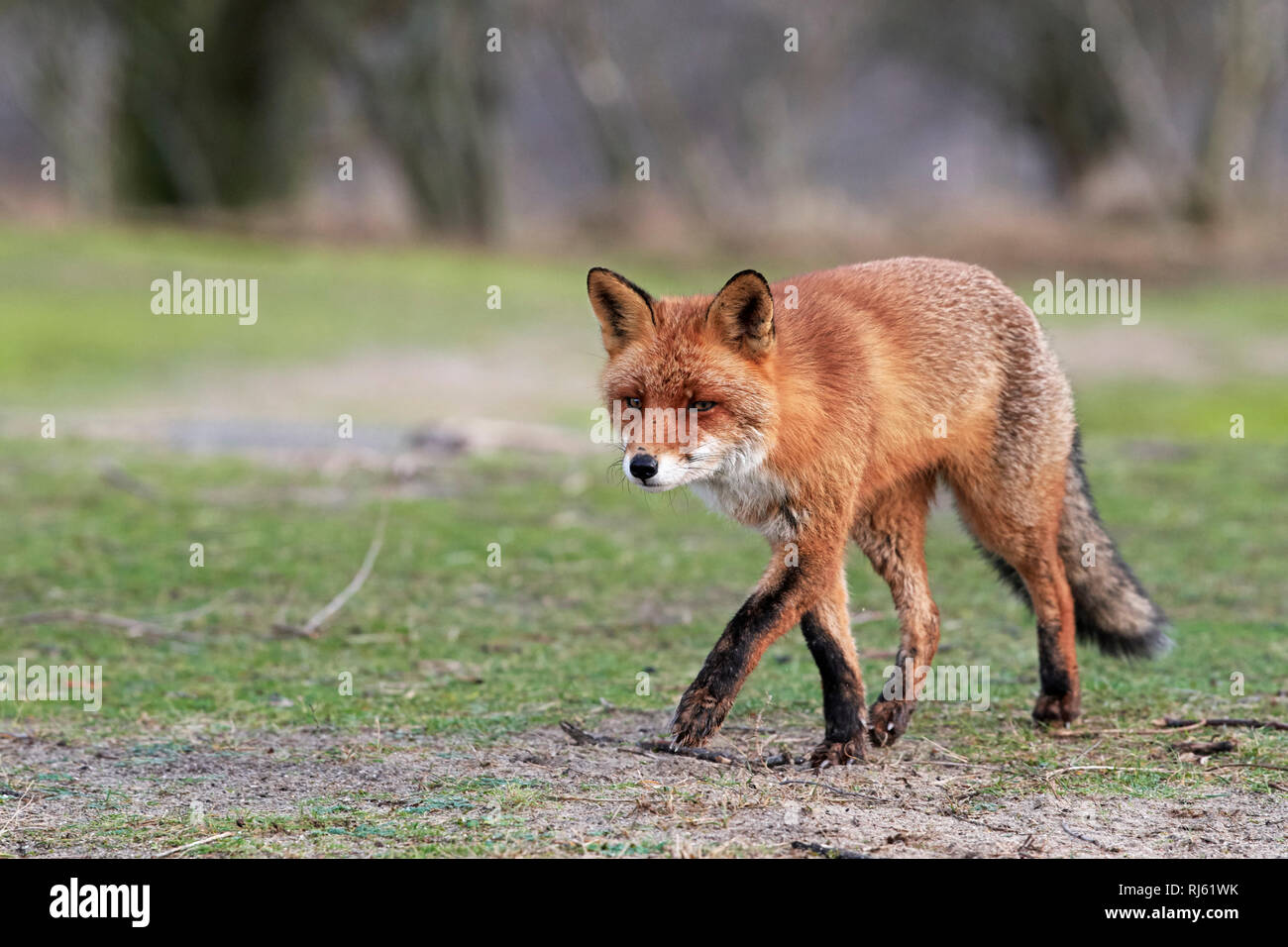 Fox (Vulpes vulpes) Banque D'Images