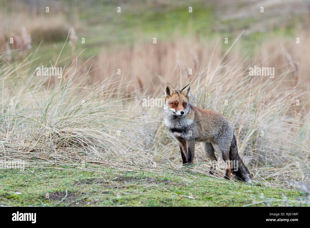 Fox (Vulpes vulpes) Banque D'Images
