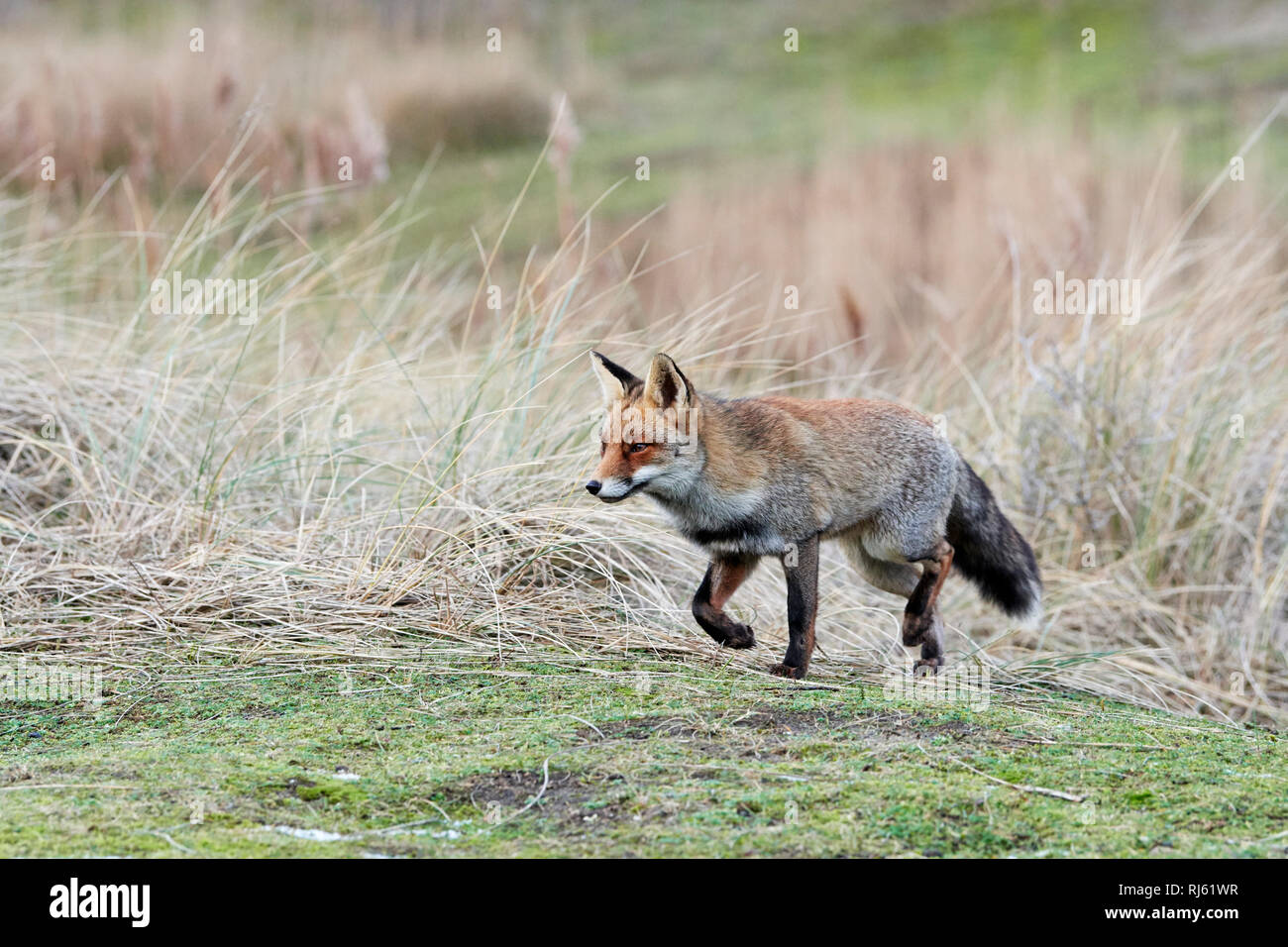 Fox (Vulpes vulpes) Banque D'Images