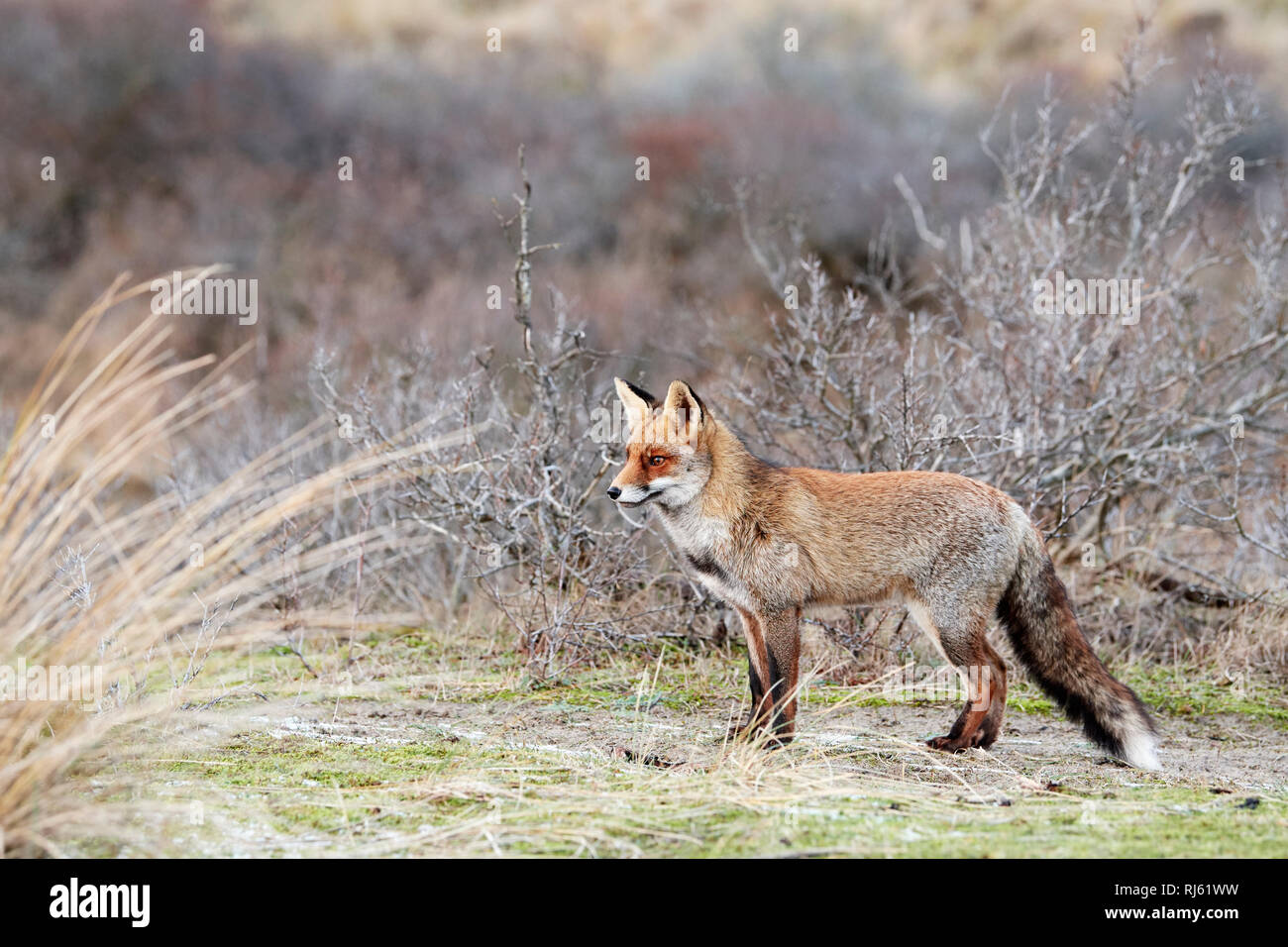 Fox (Vulpes vulpes) Banque D'Images