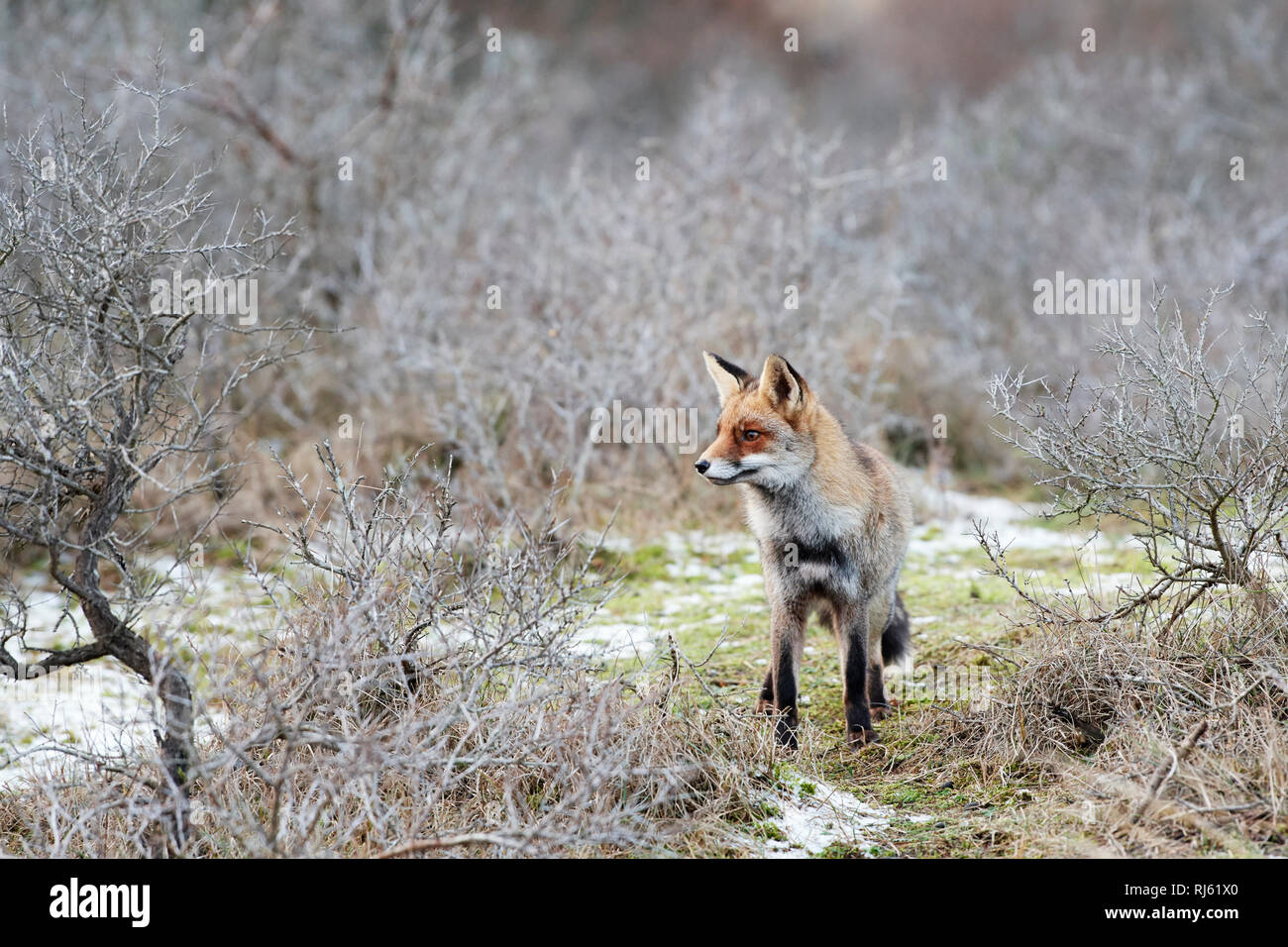 Fox (Vulpes vulpes) Banque D'Images